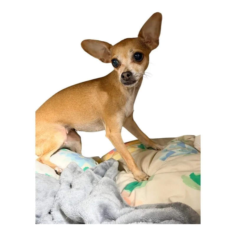 An adult small-sized female Yellow / Tan / Blond / Fawn Chihuahua dog named Matcha for adoption in Graham, WA