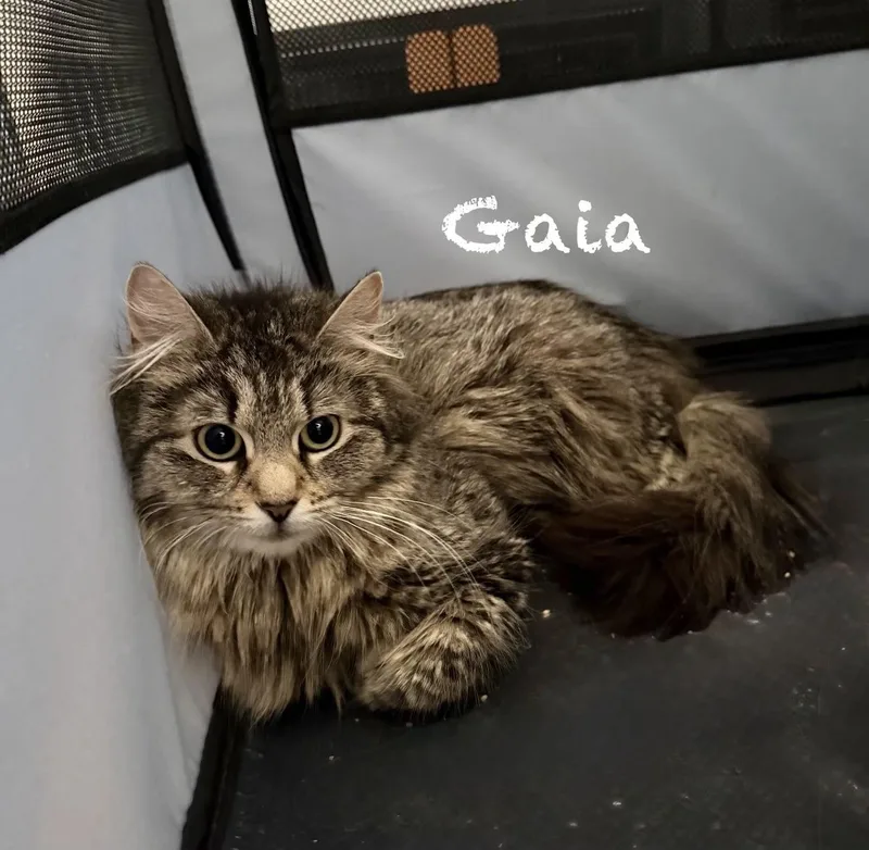 Gaia thumbnail 2