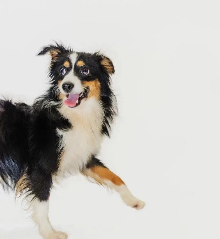 A baby small-sized male Australian Shepherd dog named Dallas for adoption in York, SC