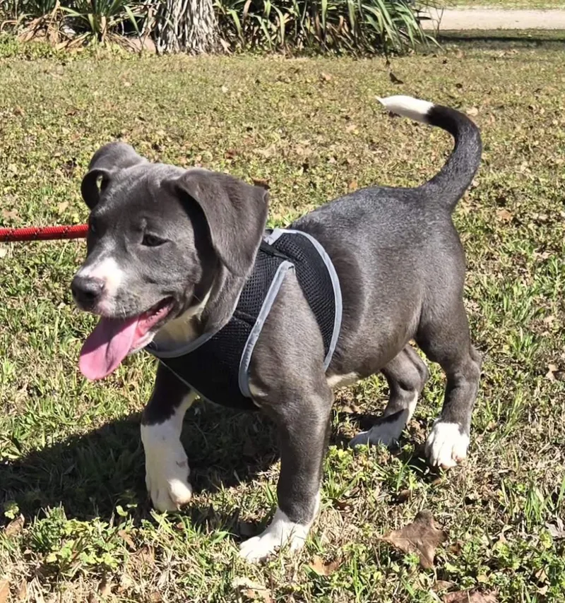 Peanut   $ thumbnail 3