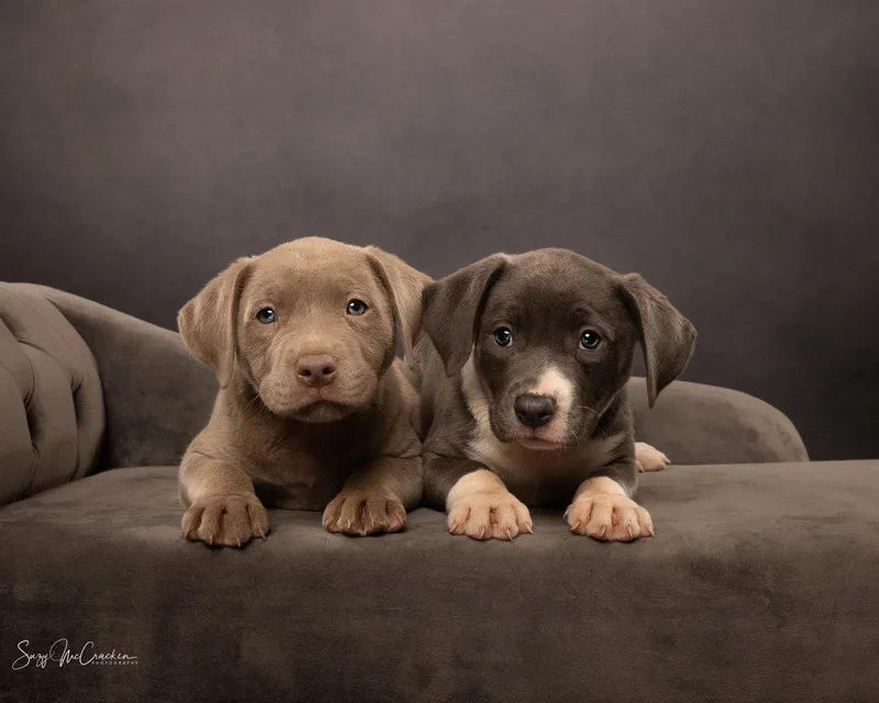 A young medium-sized female Mixed Breed dog named Peanut   $ for adoption in Milwaukee, WI