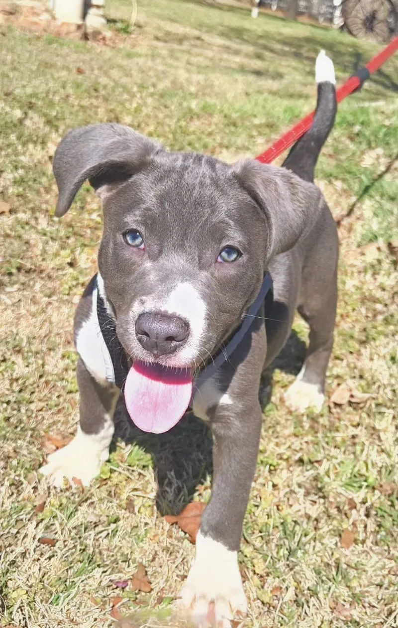 Peanut   $ thumbnail 4