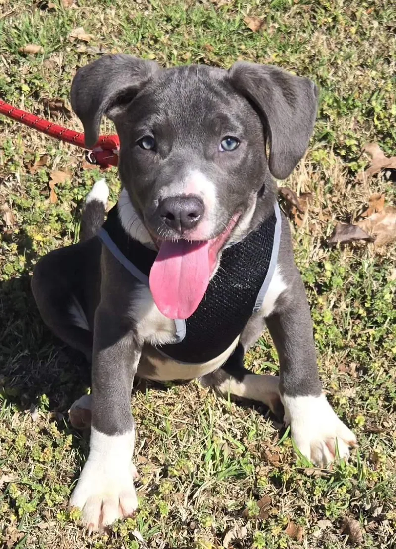 Peanut   $ thumbnail 6