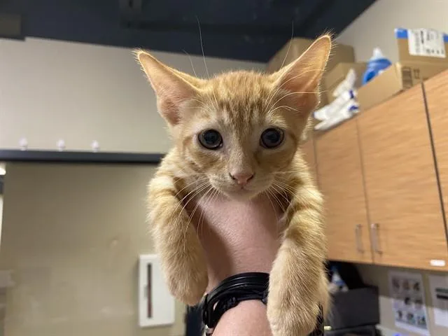 A baby small-sized male Domestic Short Hair cat named Ra for adoption in Modesto, CA