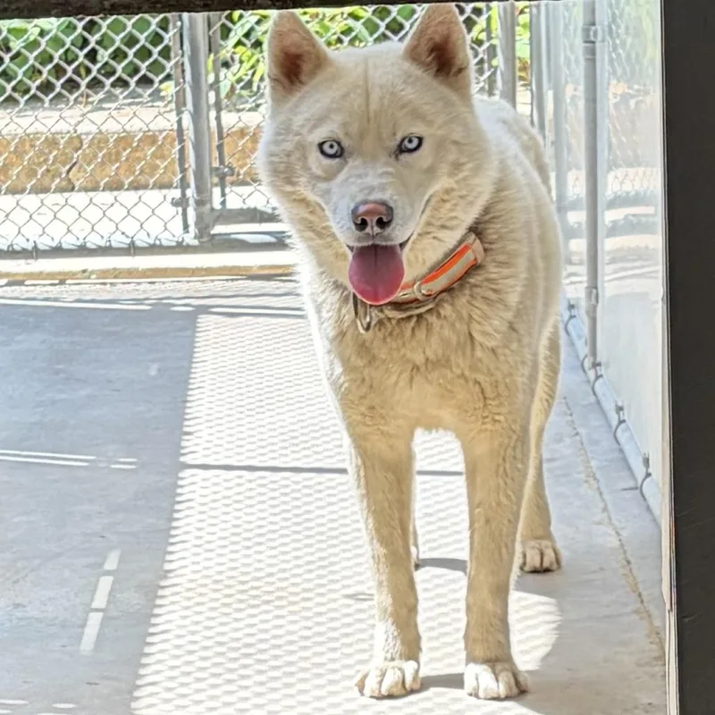A senior medium-sized male White / Cream Husky dog named Montstray for adoption in Perkiomenville, PA