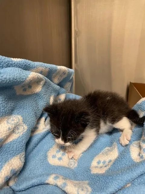Figaro