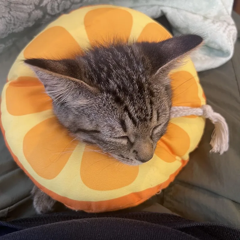 A young medium-sized male Tabby (Gray / Blue / Silver) Domestic Short Hair cat named One Fish and Two for adoption in Snoqualmie, WA