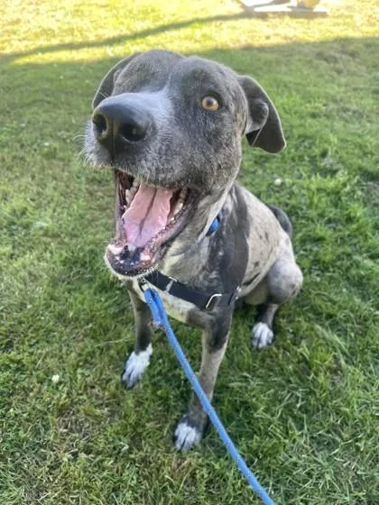 Stella
