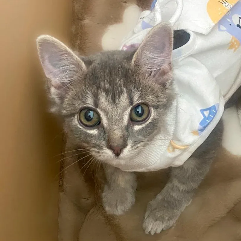 A baby small-sized female Gray / Blue / Silver Domestic Short Hair cat named Winnie for adoption in Chapel Hill, NC