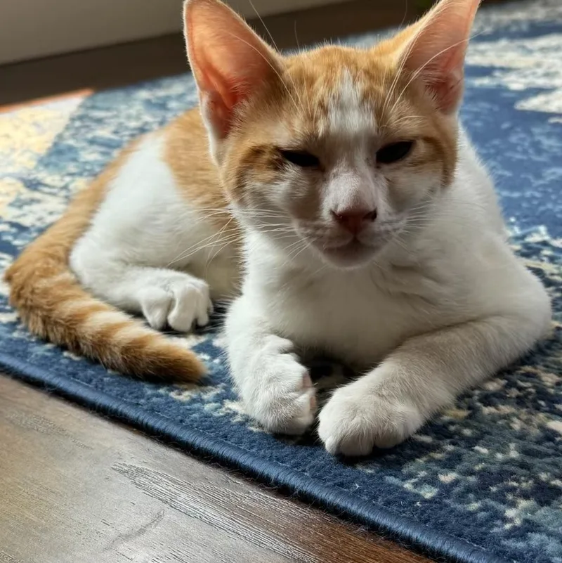 A baby medium-sized male Orange & White Domestic Short Hair cat named Bicuspid for adoption in Pasco, WA