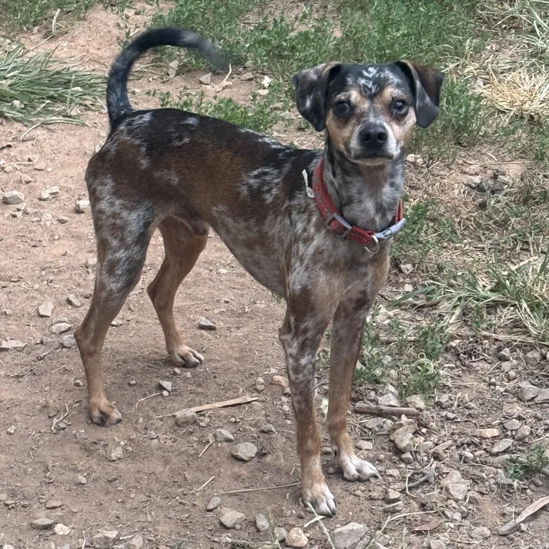 An adult small-sized male Merle (Red) Mixed Breed dog named Buck for adoption in Fredericksburg, VA