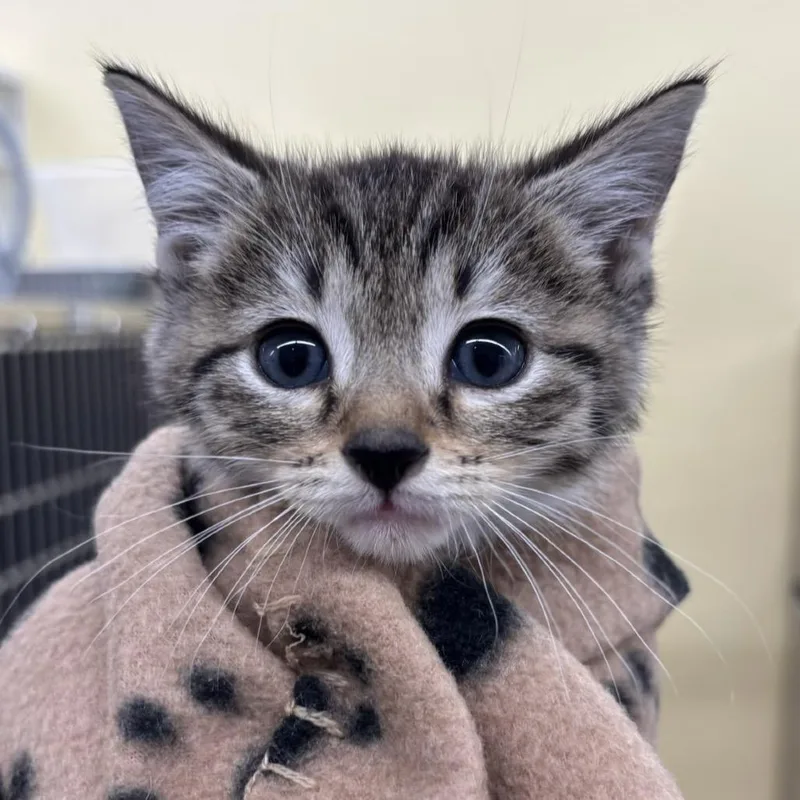A baby extra large-sized male Brown / Chocolate Domestic Short Hair cat named Terence for adoption in West Palm Beach, FL
