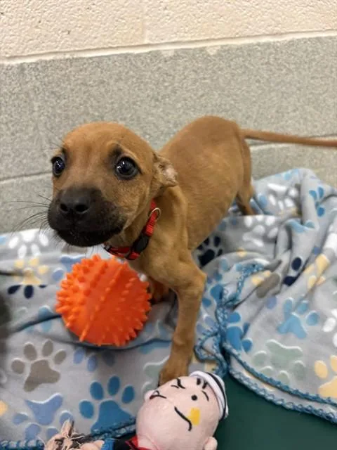 A baby small-sized male Pit Bull Terrier dog named John for adoption in Statesville, NC