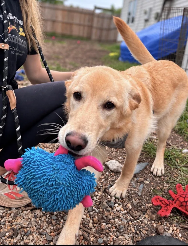 A young medium-sized female Yellow / Tan / Blond / Fawn Golden Retriever dog named Crystal for adoption in Ellicott City, MD