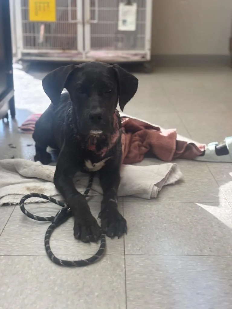 A young medium-sized female Labrador Retriever dog named Halseigh for adoption in Sorrento, LA