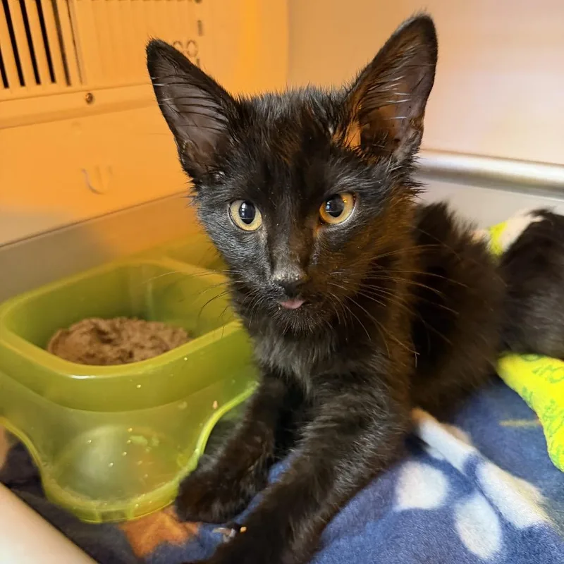 A baby small-sized female Domestic Short Hair cat named CeeAyeTee for adoption in Pauls Valley, OK