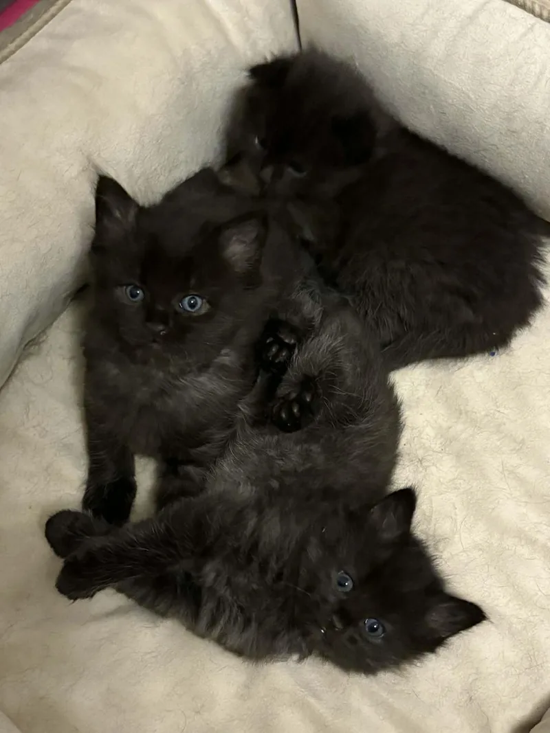 A baby small-sized male Black Domestic Short Hair cat named Rocky for adoption in Elyria, OH
