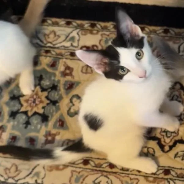 A baby small-sized male White Domestic Short Hair cat named Mook for adoption in Santa Rosa, CA