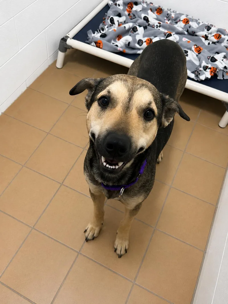 An adult medium-sized female German Shepherd Dog dog named Zola for adoption in Sault Sainte Marie, MI