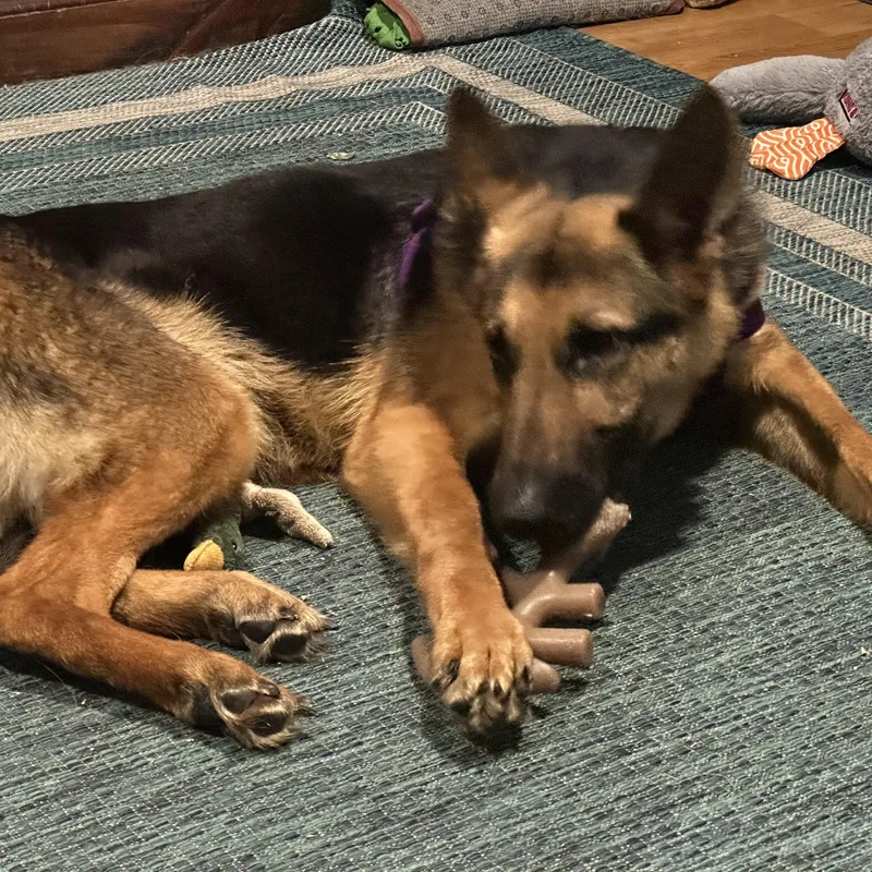 A young medium-sized female Bicolor German Shepherd Dog dog named Zorua for adoption in Bear, DE