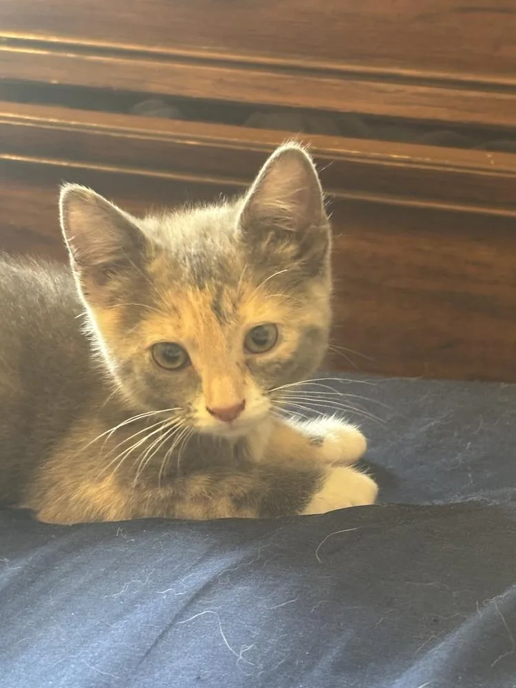 A baby small-sized female Domestic Short Hair cat named Popcorn for adoption in Greensboro, NC