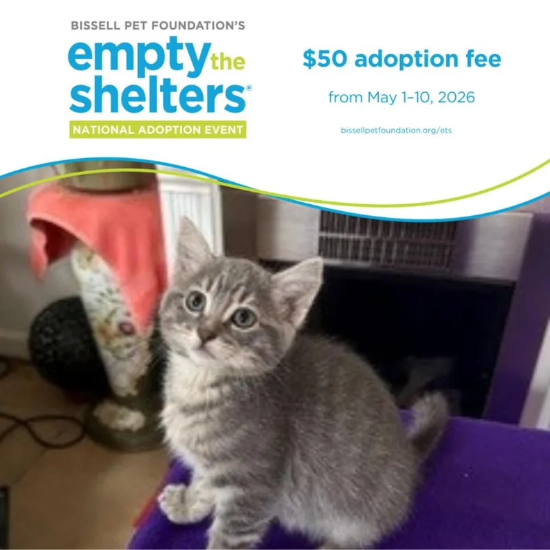 A baby small-sized female Domestic Short Hair cat named Brookies for adoption in Santa Cruz, CA
