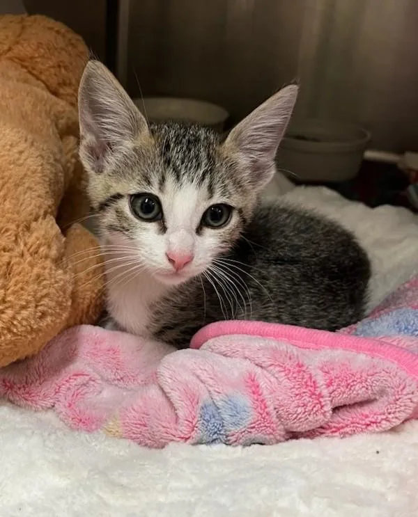 A baby small-sized female Domestic Short Hair cat named Chickadee for adoption in Novato, CA