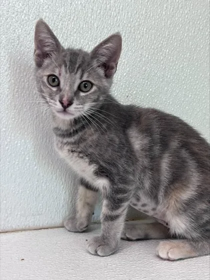 Elphaba