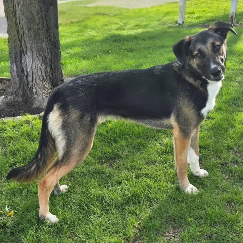 A young medium-sized male Black Mixed Breed dog named Filip for adoption in Joliet, IL