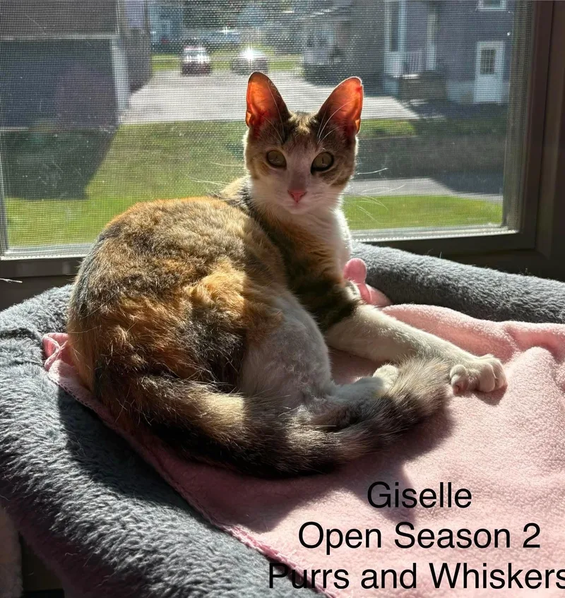 A young medium-sized female Calico Domestic Short Hair cat named Giselle for adoption in New Hartford, NY