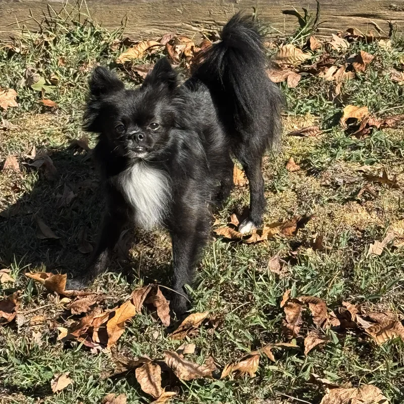 An adult small-sized male Black Pomeranian dog named Mylo for adoption in Hartford, KY