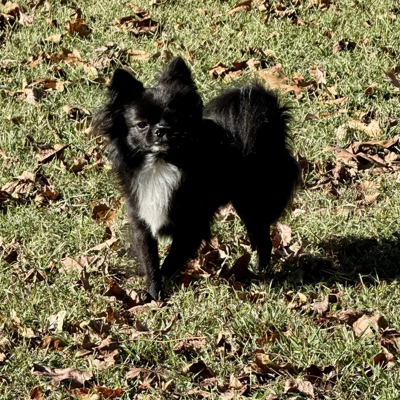 Mylo thumbnail 3