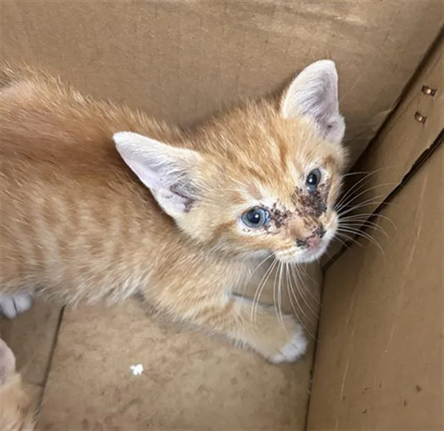 A baby medium-sized male Domestic Short Hair cat named Hunter for adoption in Dallas, TX