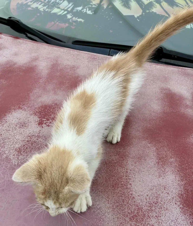 A baby small-sized male Buff & White Domestic Short Hair cat named Klinger for adoption in Myrtle Beach, SC