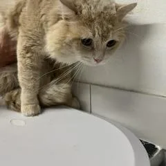 An adult large-sized male Domestic Short Hair cat named Bonnabelle Bubblegum for adoption in St. Louis, MO