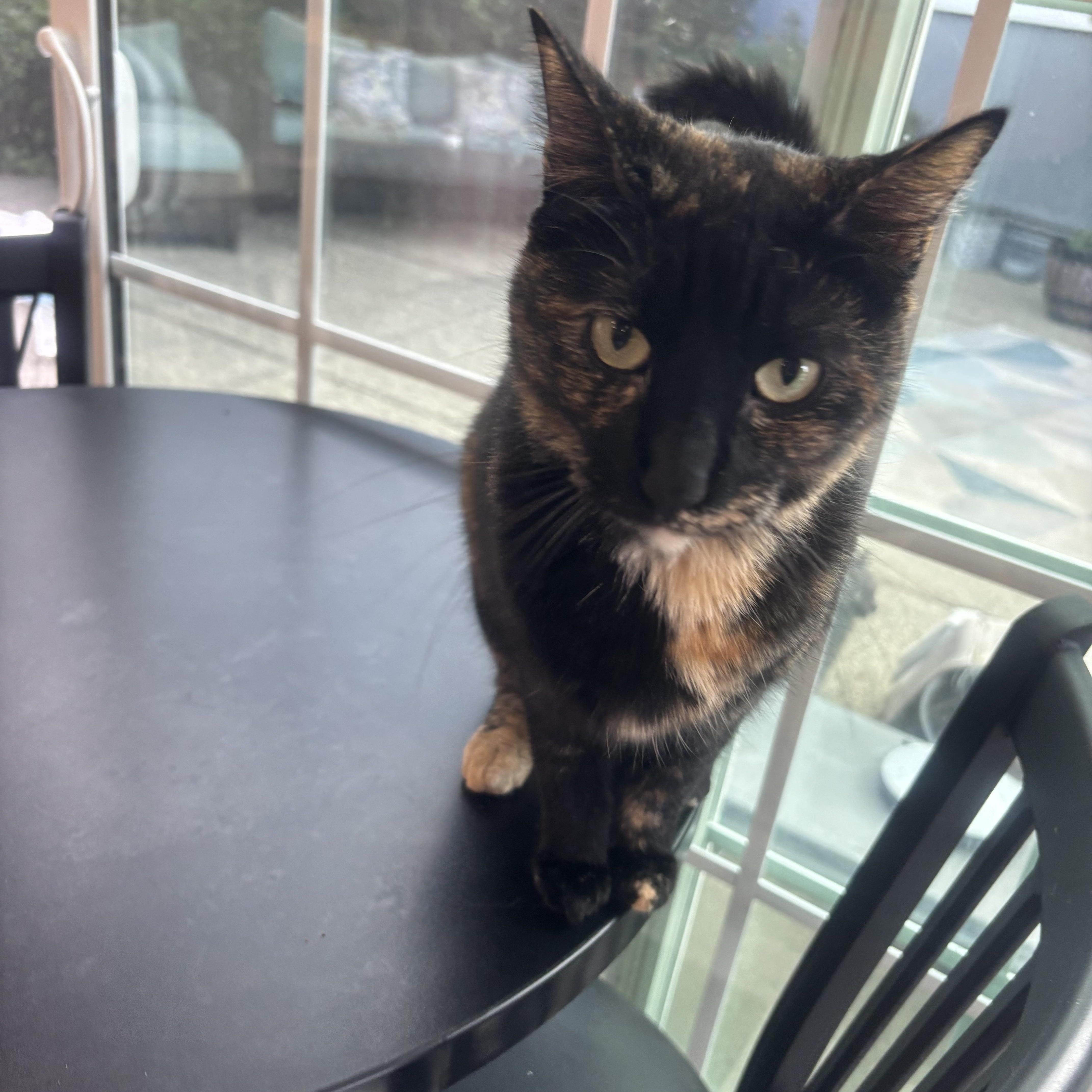 An adult medium-sized female Tortoiseshell Domestic Short Hair cat named Pixie for adoption in Whittier, CA