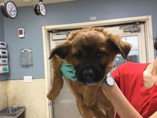 A baby small-sized male German Shepherd Dog dog named Walle for adoption in Riverside, CA