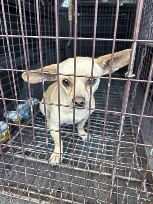 An adult small-sized male Chihuahua dog named Baby New Year for adoption in Fresno, CA