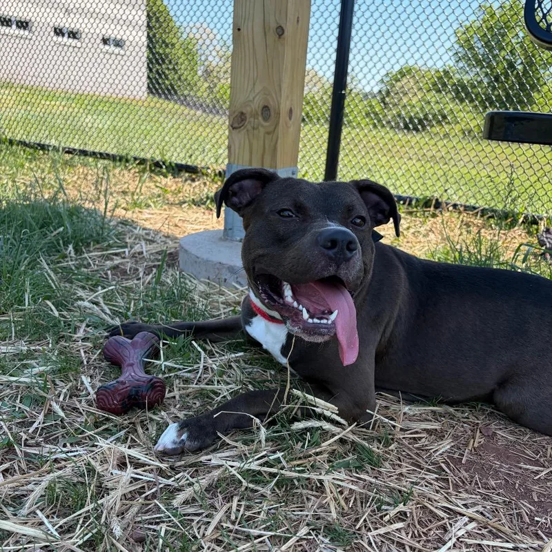 A young large-sized female Brown / Chocolate Pit Bull Terrier dog named Swiss Roll for adoption in York, PA
