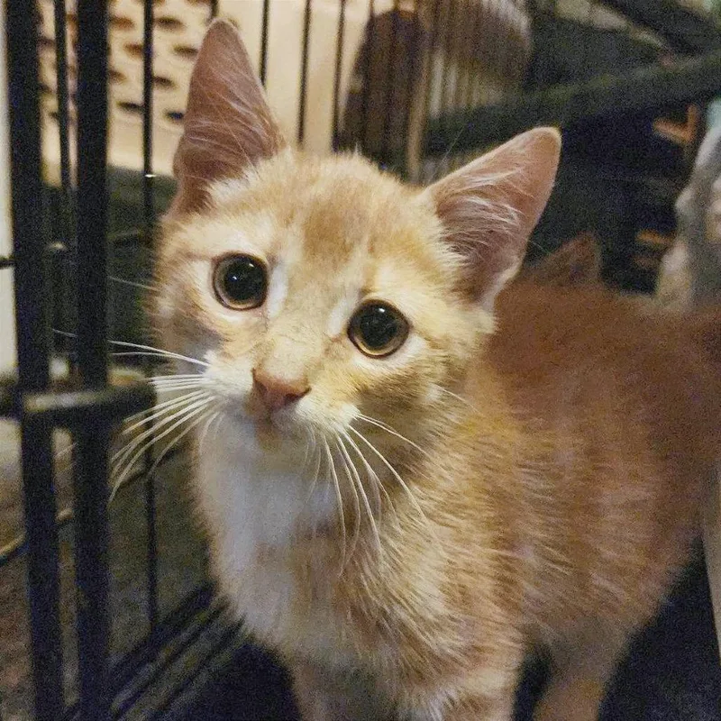 A baby small-sized male Domestic Short Hair cat named Queso for adoption in Providence, RI