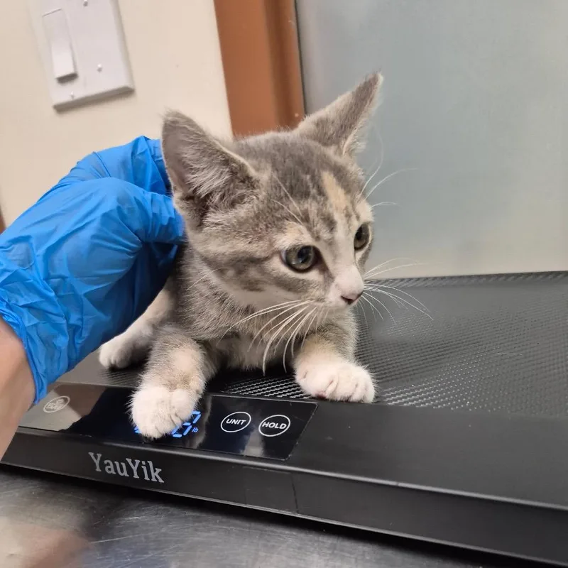 A baby small-sized female Calico Domestic Short Hair cat named Fern for adoption in Upland, CA