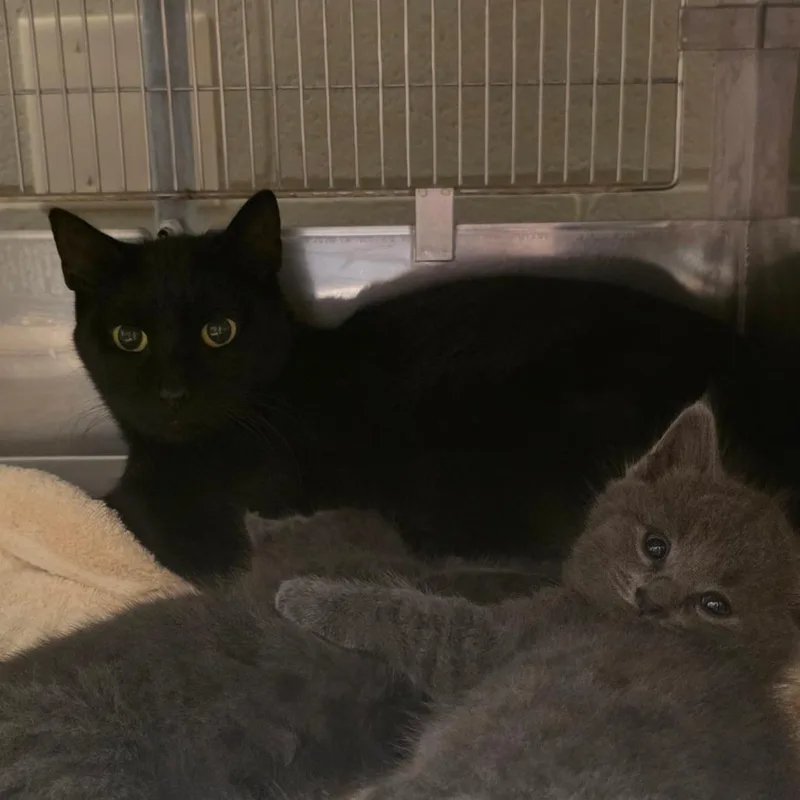 An adult medium-sized female Domestic Short Hair cat named Eustace for adoption in Bristol, IN