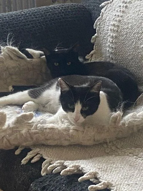 Luna And Lyra thumbnail 2