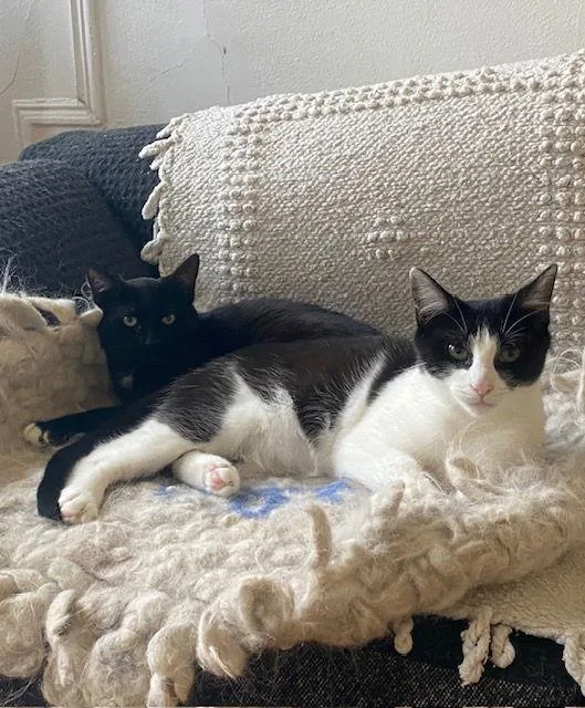 Luna And Lyra thumbnail 3