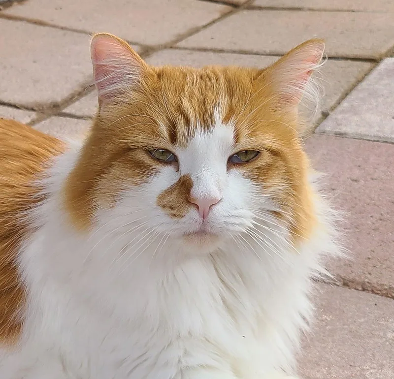 Nicholas thumbnail 3