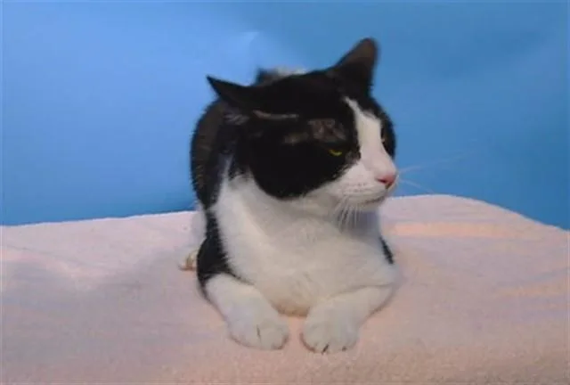 An adult medium-sized male Domestic Short Hair cat named Shadow for adoption in Castaic, CA