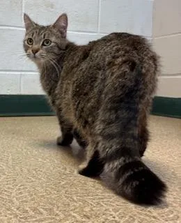 Magnolia thumbnail 2