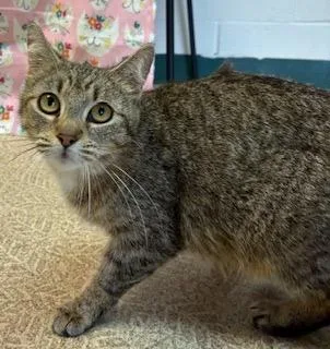 Magnolia thumbnail 3