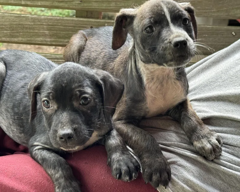 A baby medium-sized male Black Labrador Retriever dog named Ross for adoption in Water Valley, MS