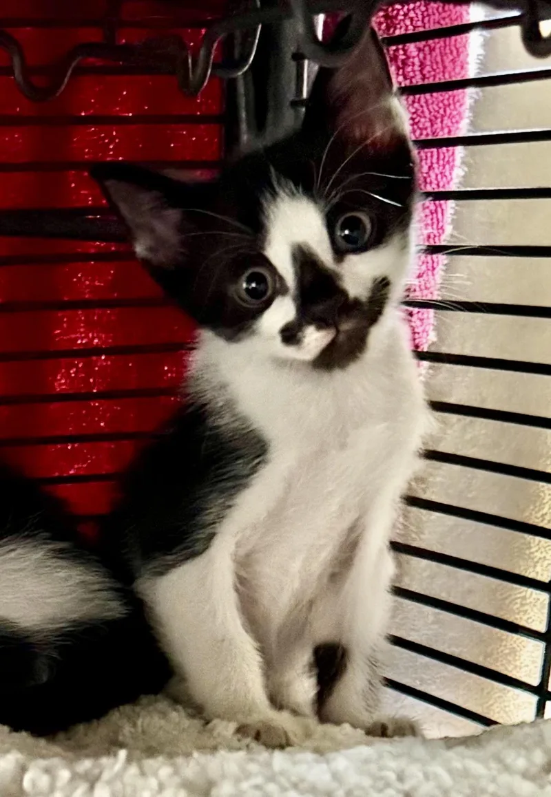 A baby medium-sized female White Tuxedo cat named Ferrarie & Enzoe for adoption in Homestead, FL
